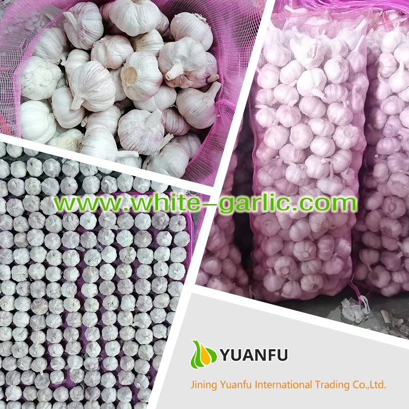 garlic sellers garlic sellers